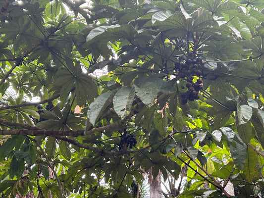 Pourouma cecropiifolia (Amazon grape, Amazon tree-grape) - HapaJoeNursery