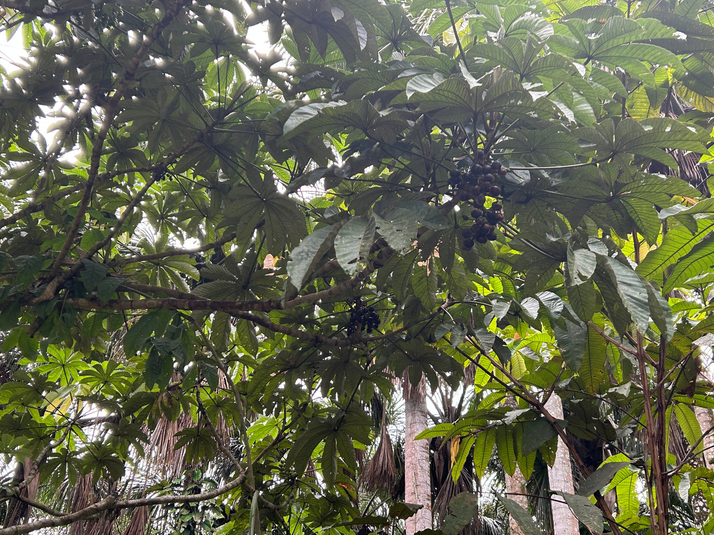Pourouma cecropiifolia (Amazon grape, Amazon tree-grape) - HapaJoeNursery