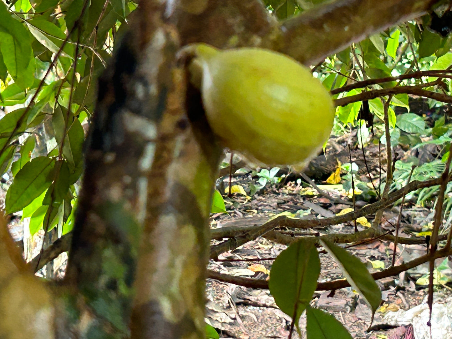 Plinia clausa "Anihuayo" - HapaJoeNursery