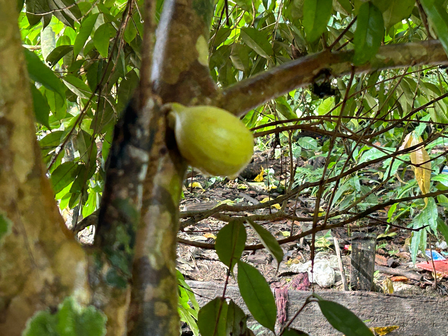 Plinia clausa "Anihuayo" - HapaJoeNursery