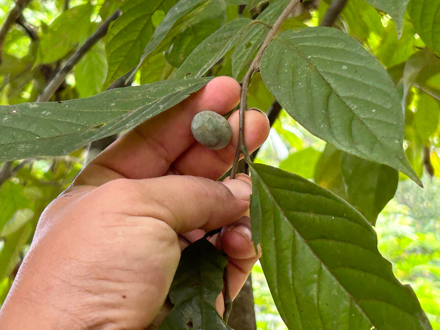 Annona cuspidata, ultra rare and limited Hapa Joe's Nursery