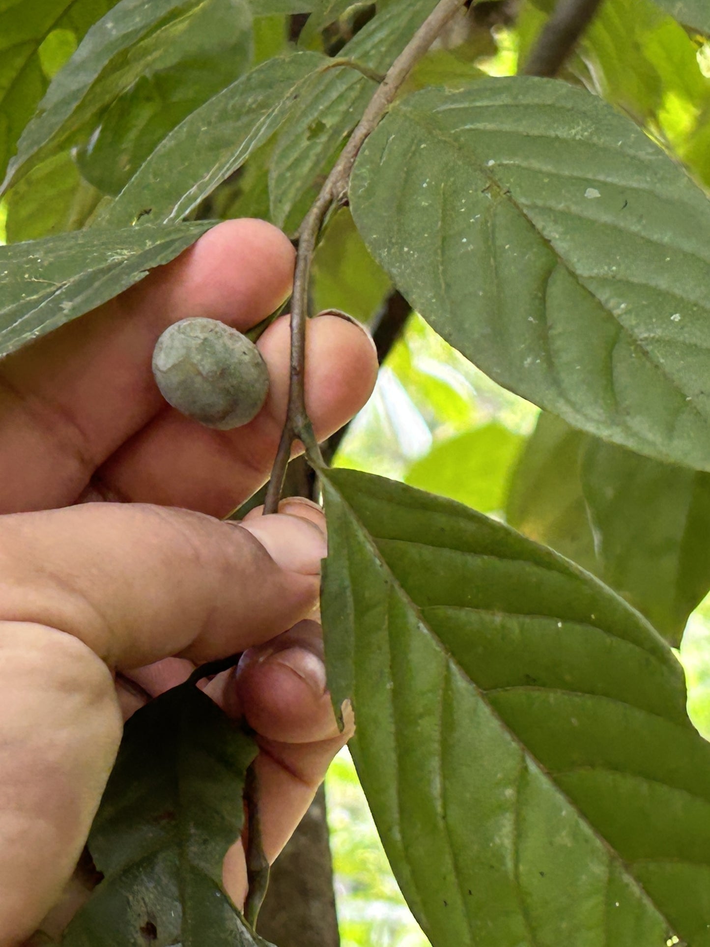 Annona cuspidata, ultra rare and limited Hapa Joe's Nursery