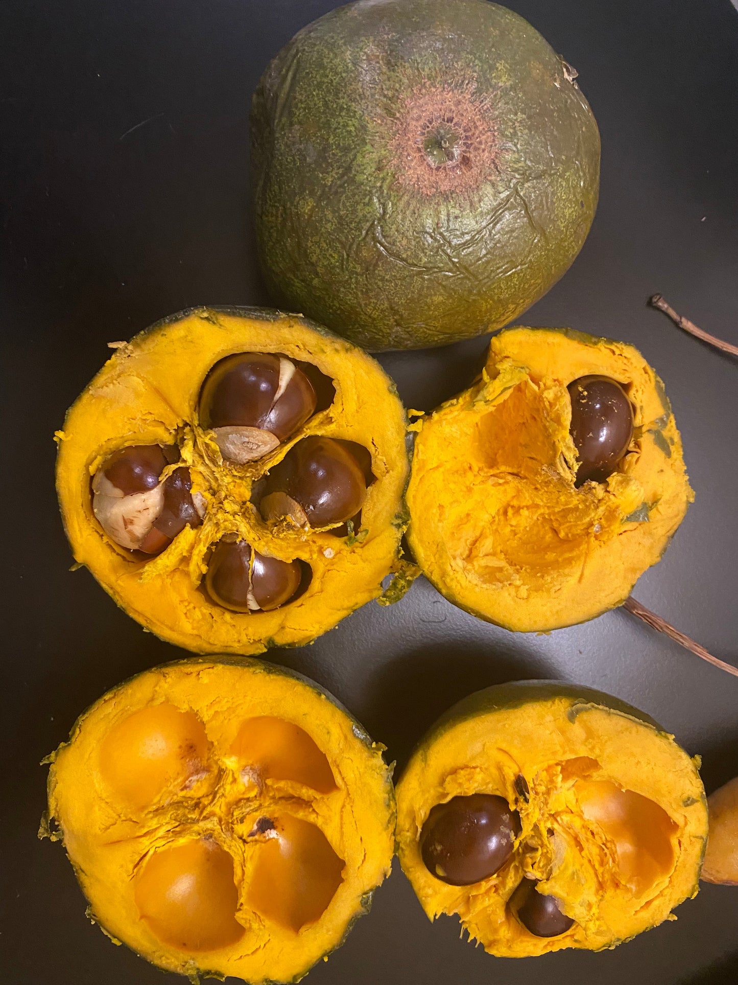 Pouteria sp. "Amazonas Lucuma" - HapaJoeNursery