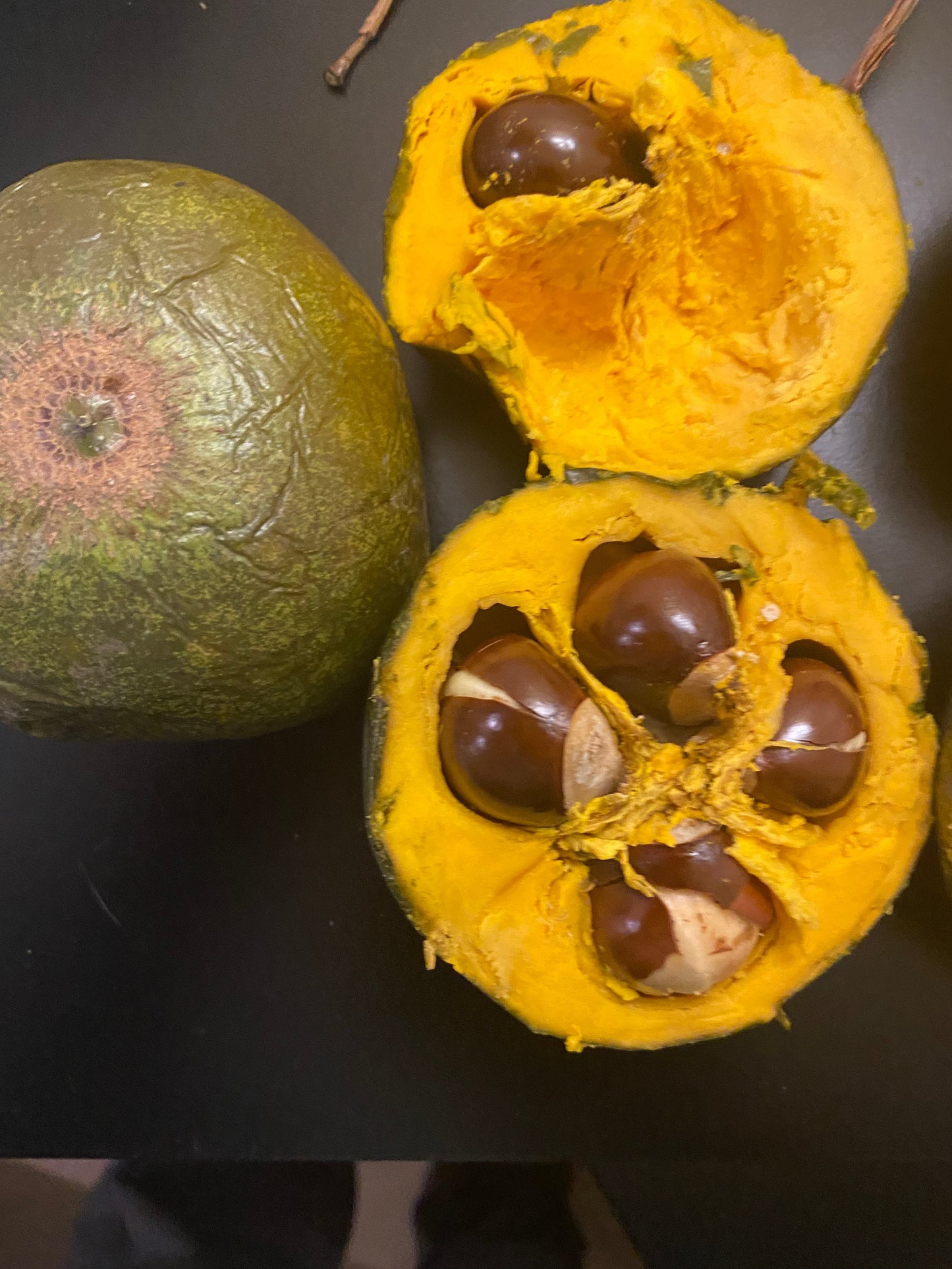 Pouteria sp. "Amazonas Lucuma" - HapaJoeNursery