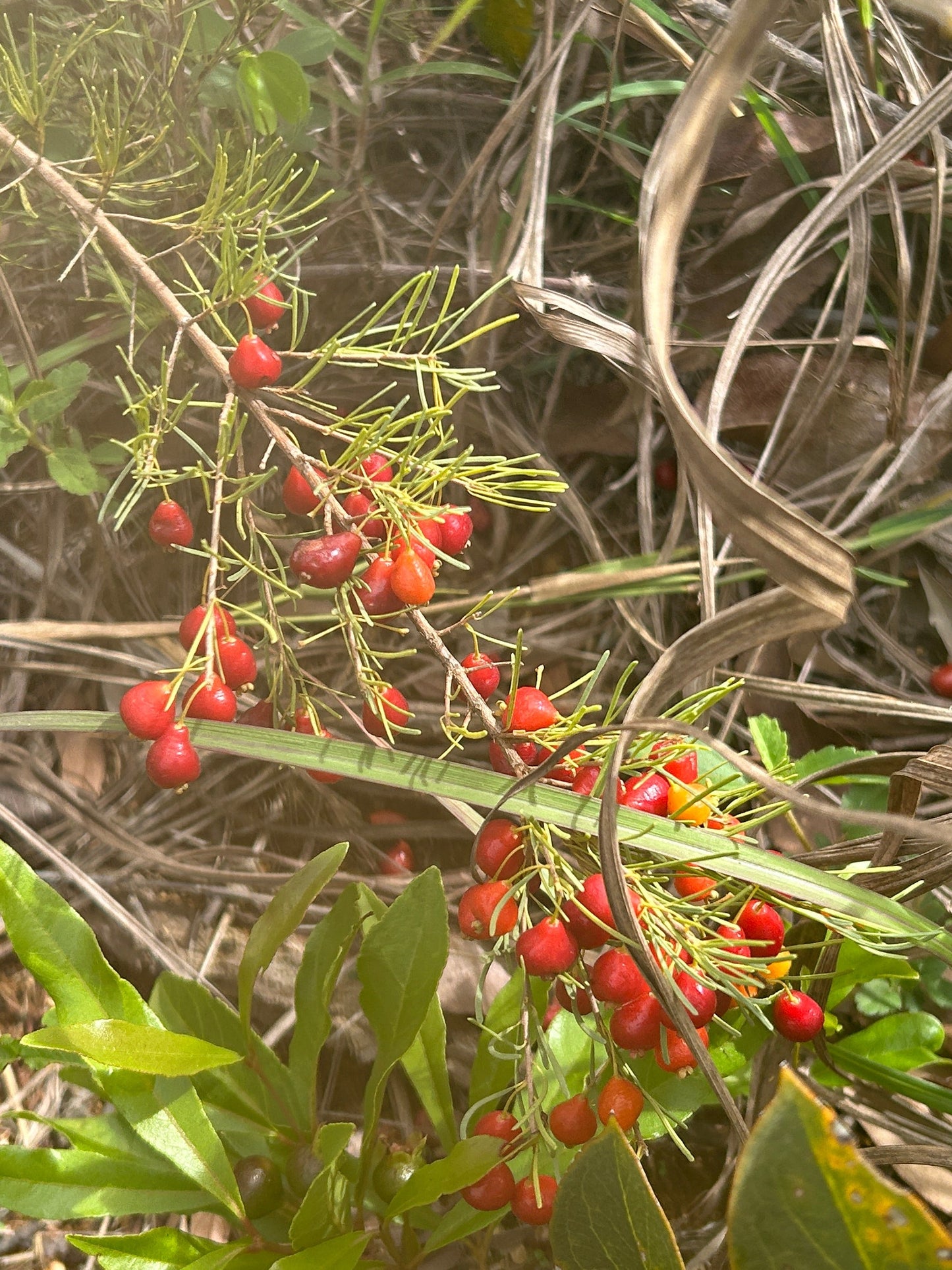 Eugenia angustissima aka Very Fine Leafed Cherry, Cerejinha de Folhas Hapa Joe's Nursery