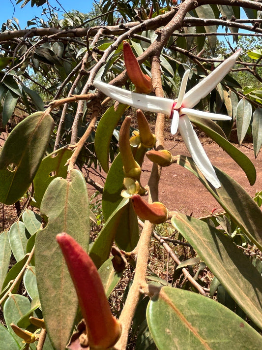 Xylopia aromatica Hapa Joe's Nursery