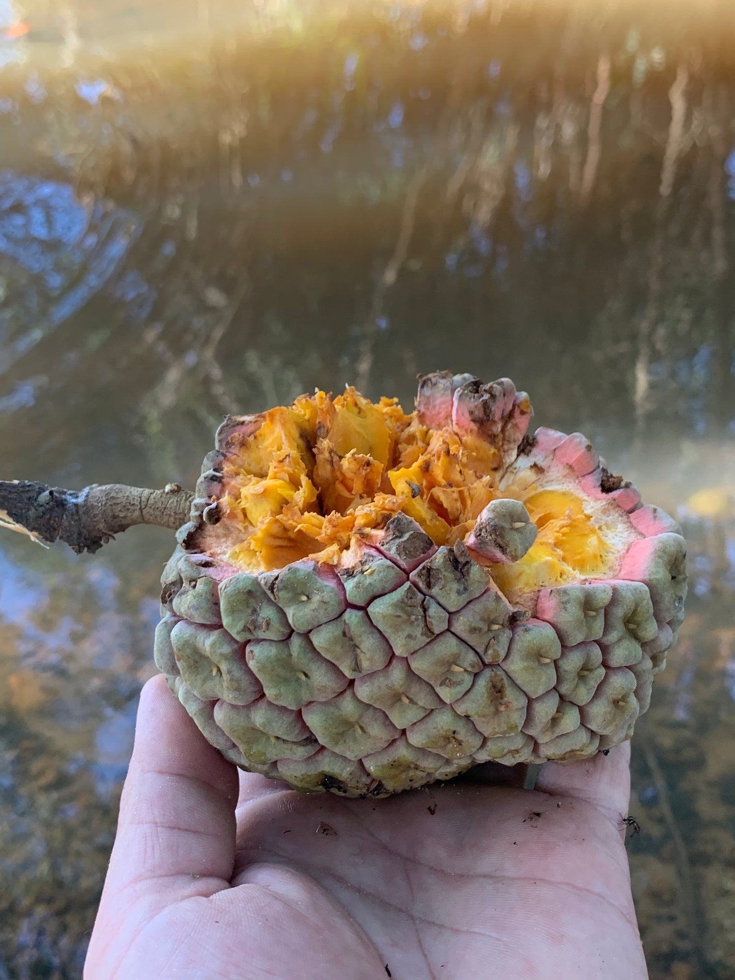 Duguetia marcgraviana “Pantanal" Hapa Joe's Nursery