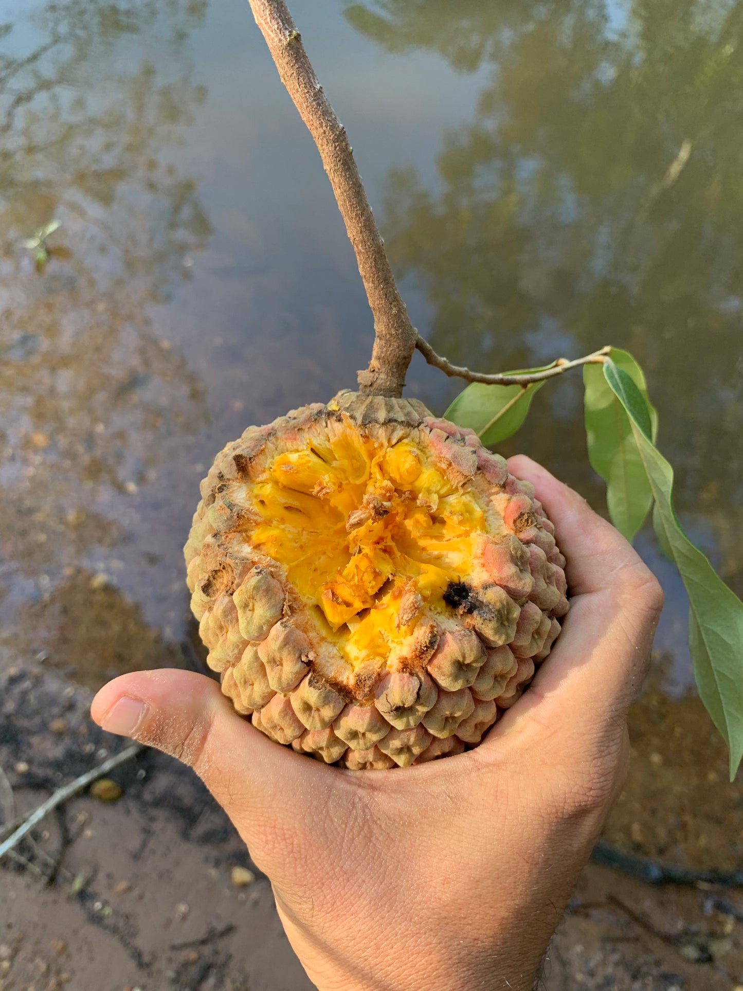 Duguetia marcgraviana “Pantanal" Hapa Joe's Nursery