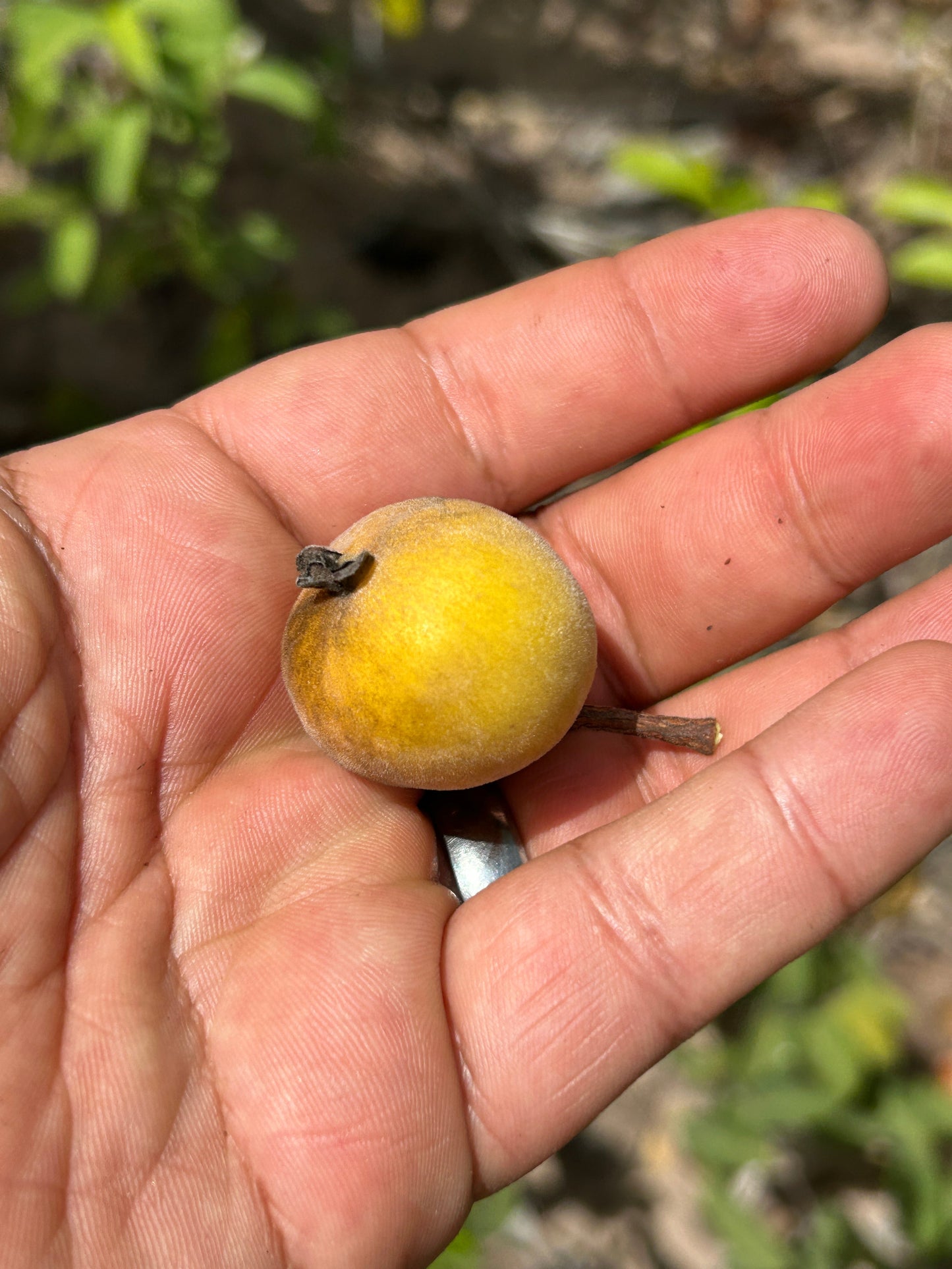 Eugenia caipora (Spicy Loquat) - HapaJoeNursery