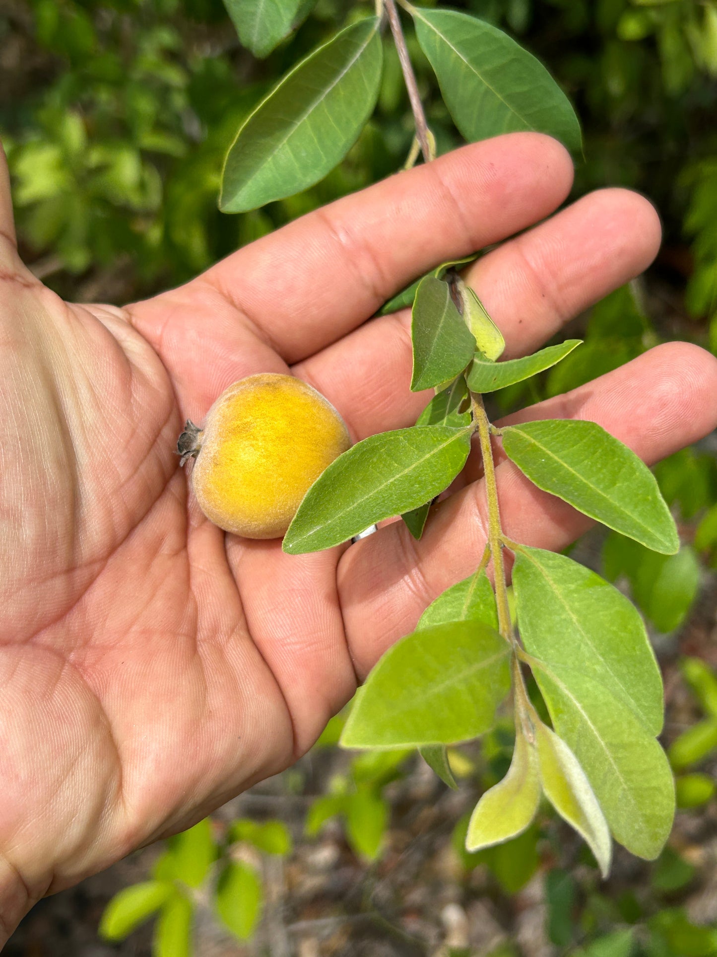 Eugenia caipora (Spicy Loquat) - HapaJoeNursery