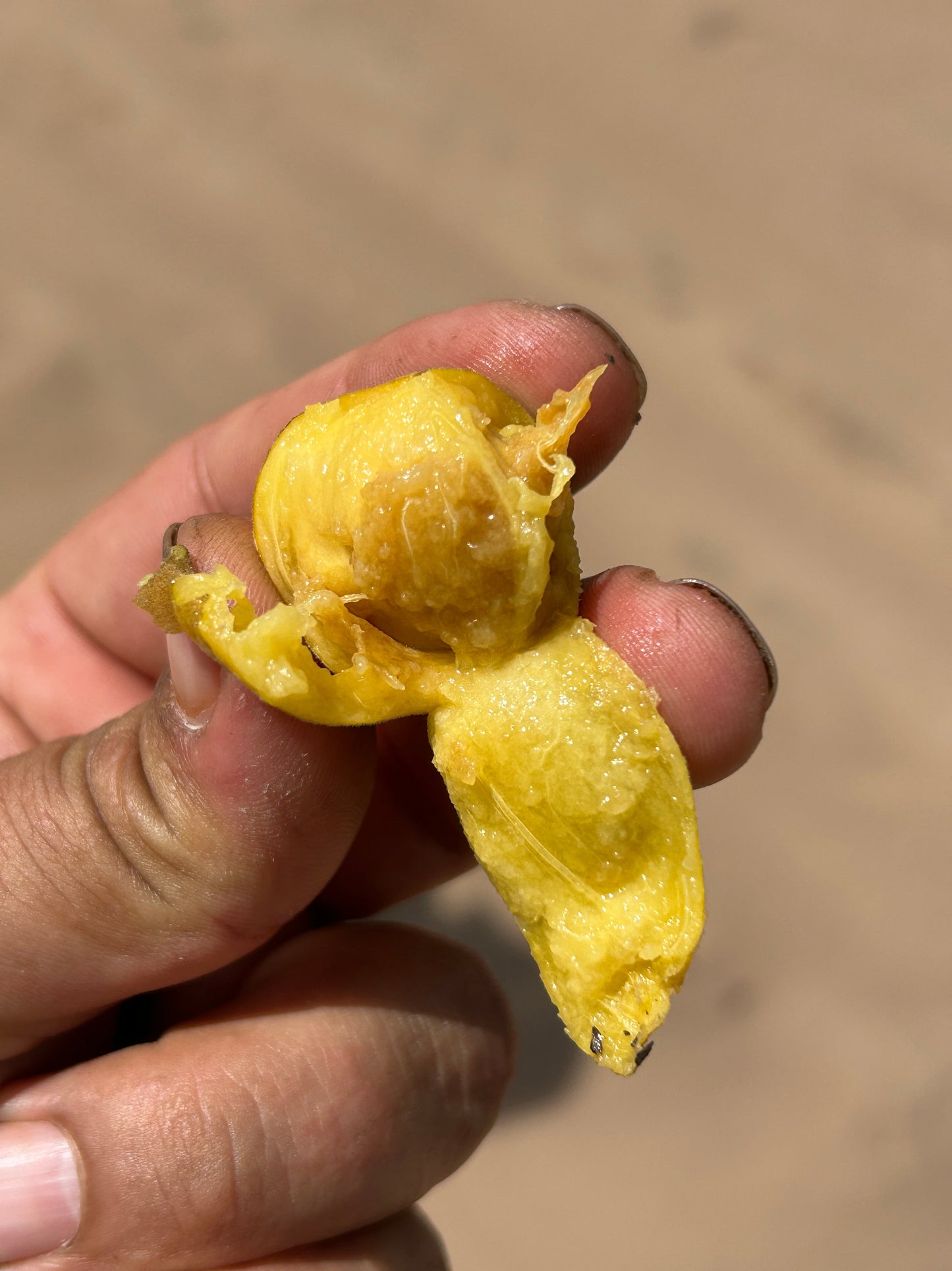 Eugenia caipora (Spicy Loquat) - HapaJoeNursery