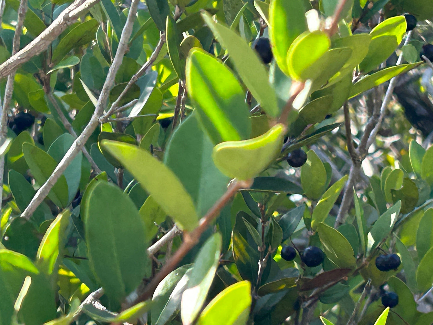 Myrcia/Eugenia tinctoria - HapaJoeNursery