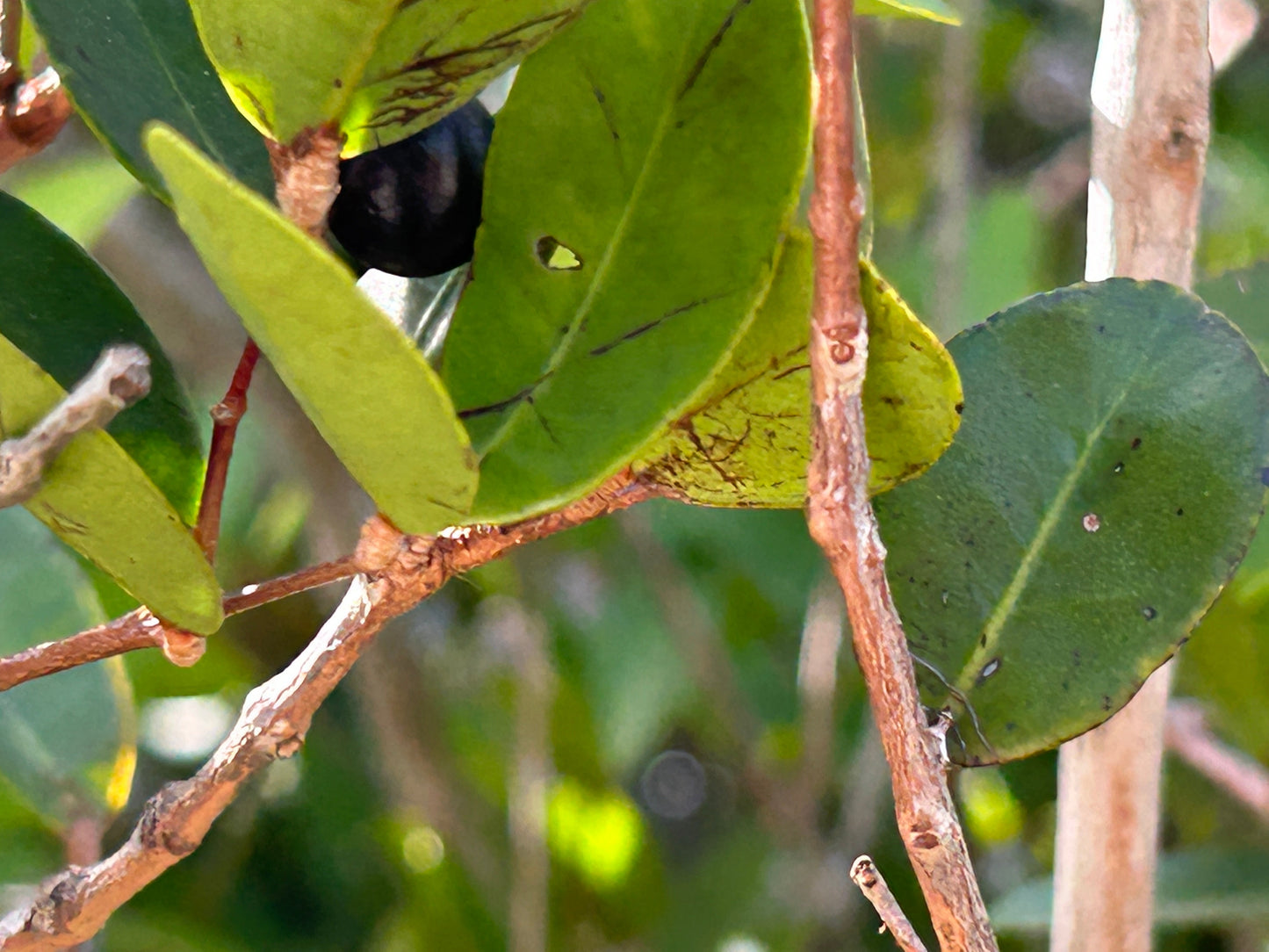 Myrcia/Eugenia tinctoria - HapaJoeNursery