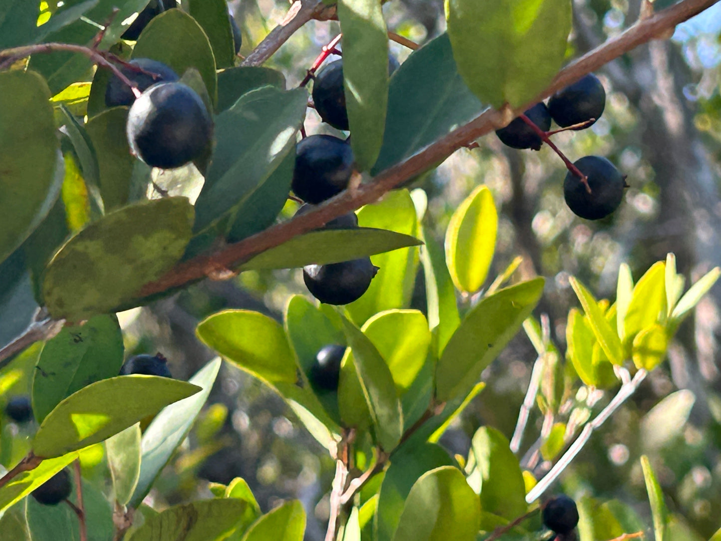 Myrcia/Eugenia tinctoria - HapaJoeNursery