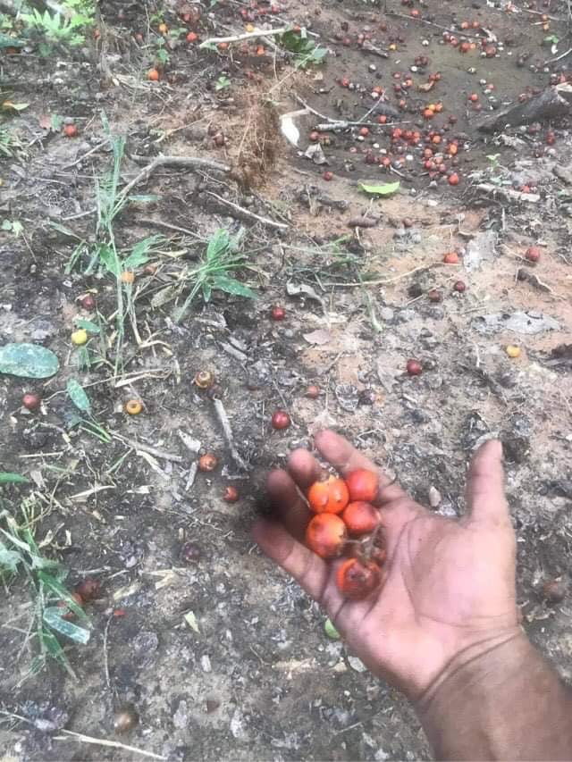 Pouteria sp. “Pao de Paca” - HapaJoeNursery