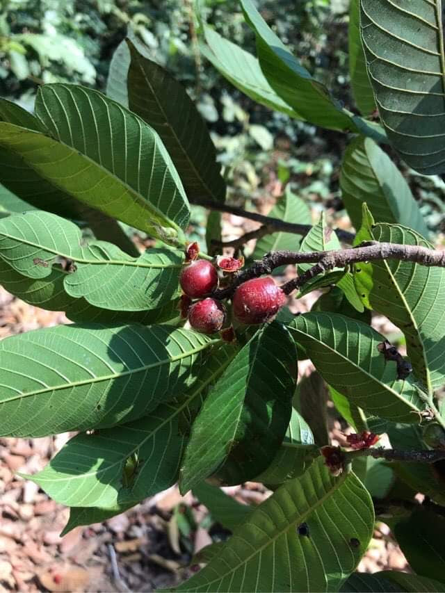 Pouteria sp. “Pao de Paca” - HapaJoeNursery