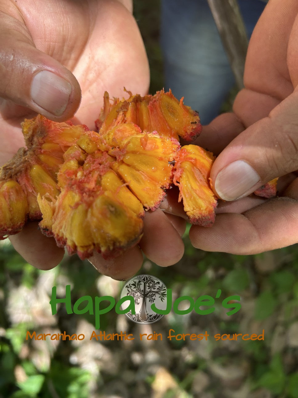 Duguetia aff marcgraviana “Lucenilde" - HapaJoeNursery