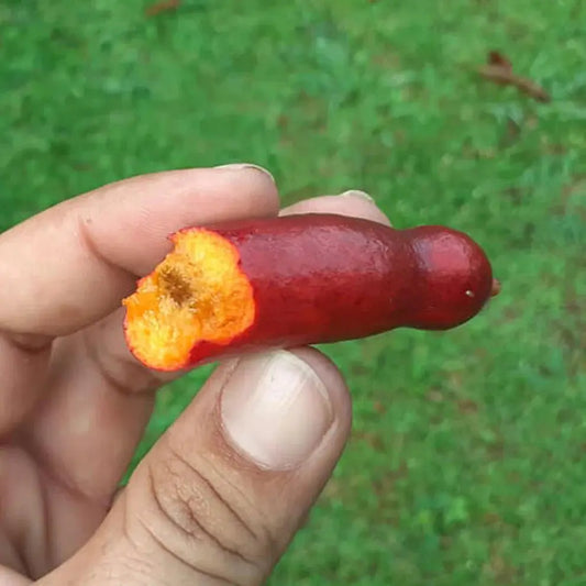 Meiogyne cylindrocarpa "Fingersop/Bush Apricot"