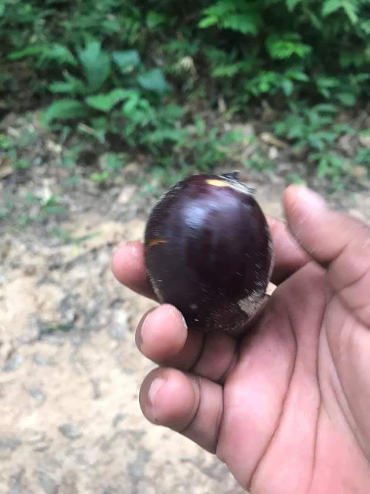 Envira caju (Onychopetalum periquino) Preta "Black" (Annona family) - HapaJoeNursery