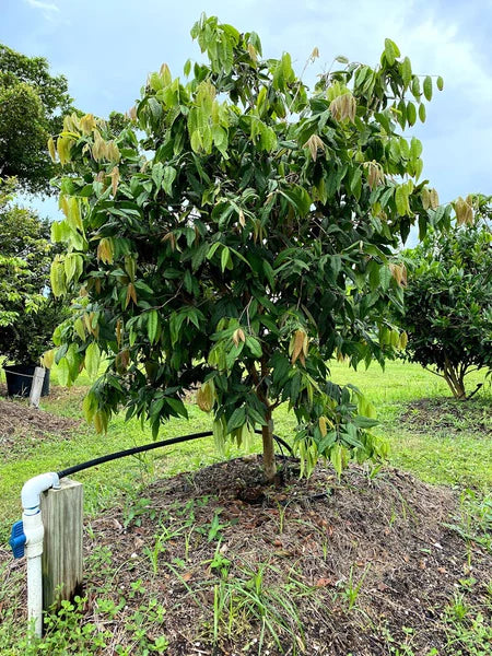 Plinia aureana Hapa Joe's Nursery