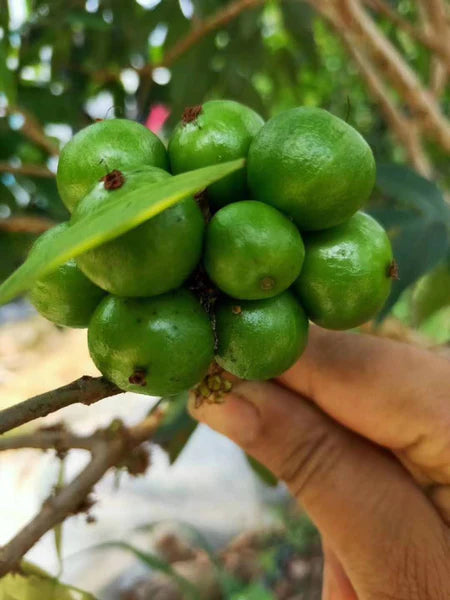 Plinia aureana Hapa Joe's Nursery