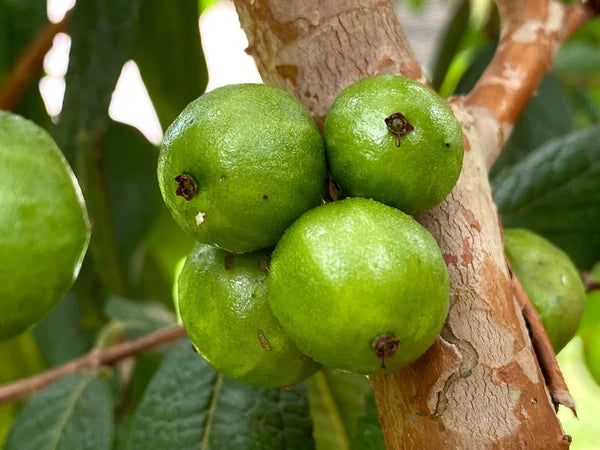 Plinia aureana Hapa Joe's Nursery