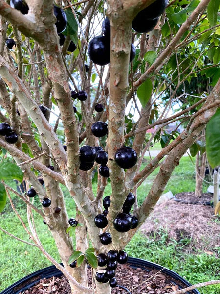 Plinia phitrantha "Branca Vinho" Hapa Joe's Nursery