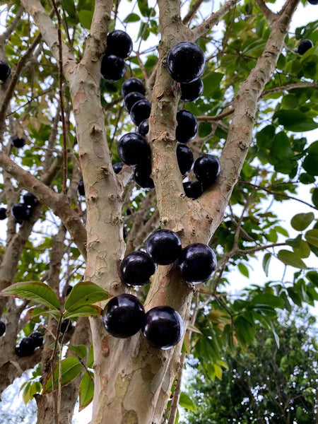 Plinia phitrantha "Branca Vinho" Hapa Joe's Nursery