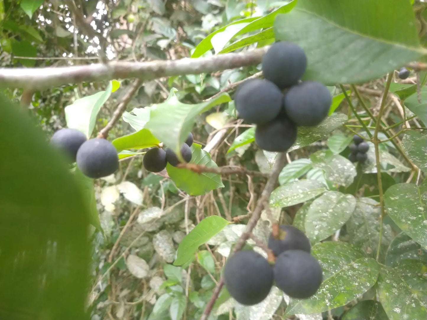 Pouteria gardneri "Sapotinha"