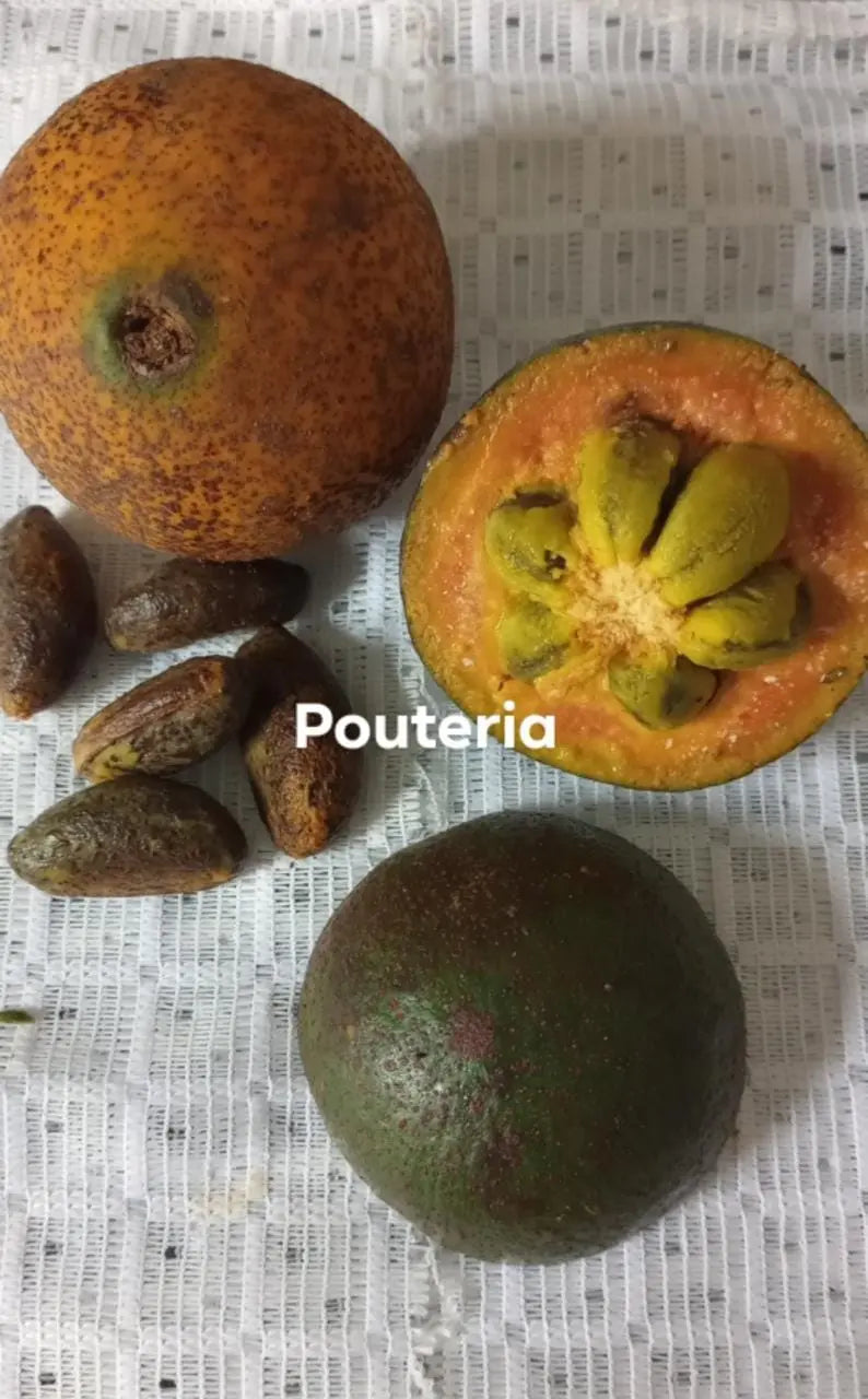 Pouteria laevigata