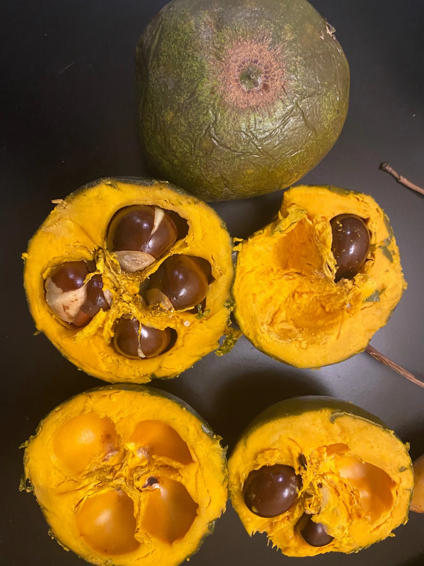 Pouteria sp. "Amazonas Lucuma" - Hapa Joe's Nursery - 