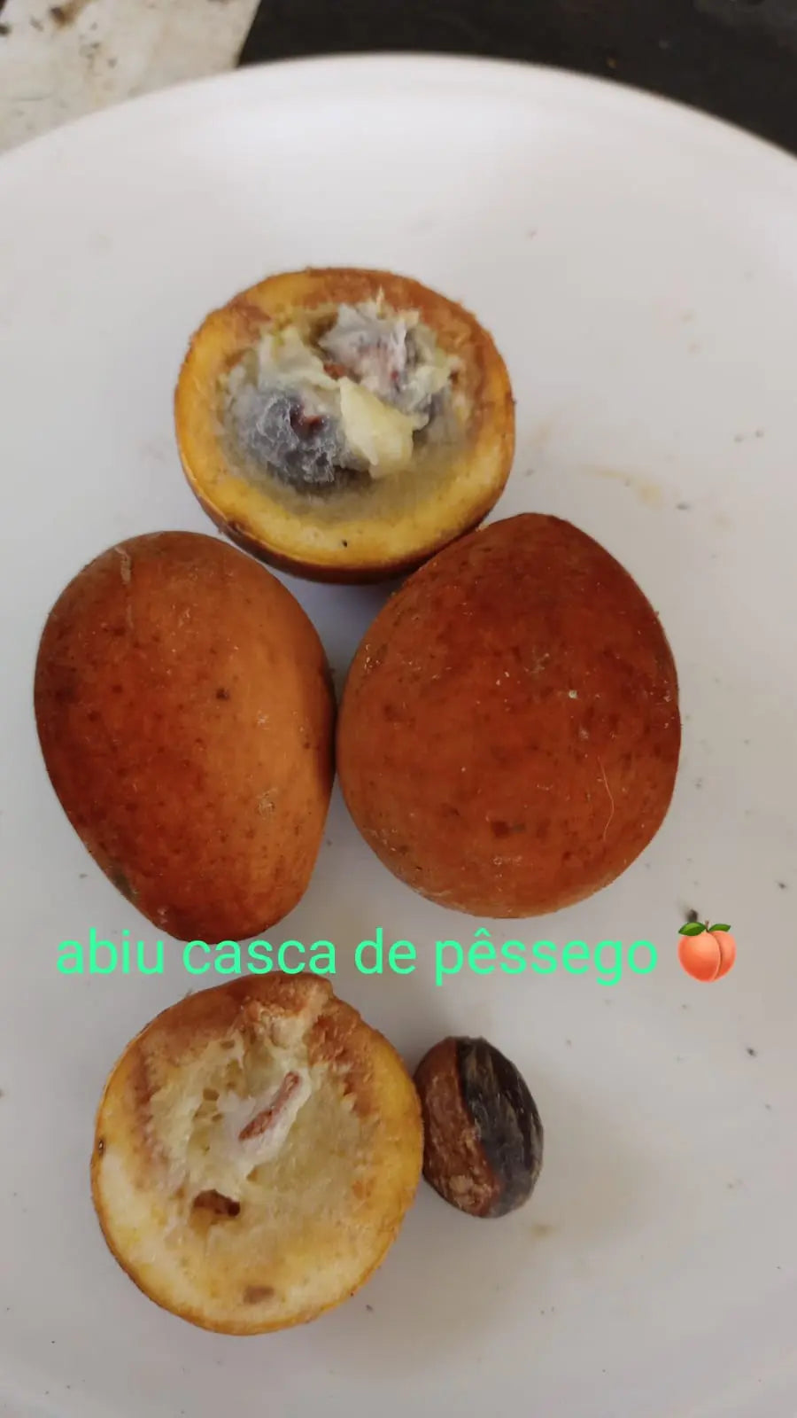 Pouteria venosa "Guapeba-Peach" *GERMINATED*
