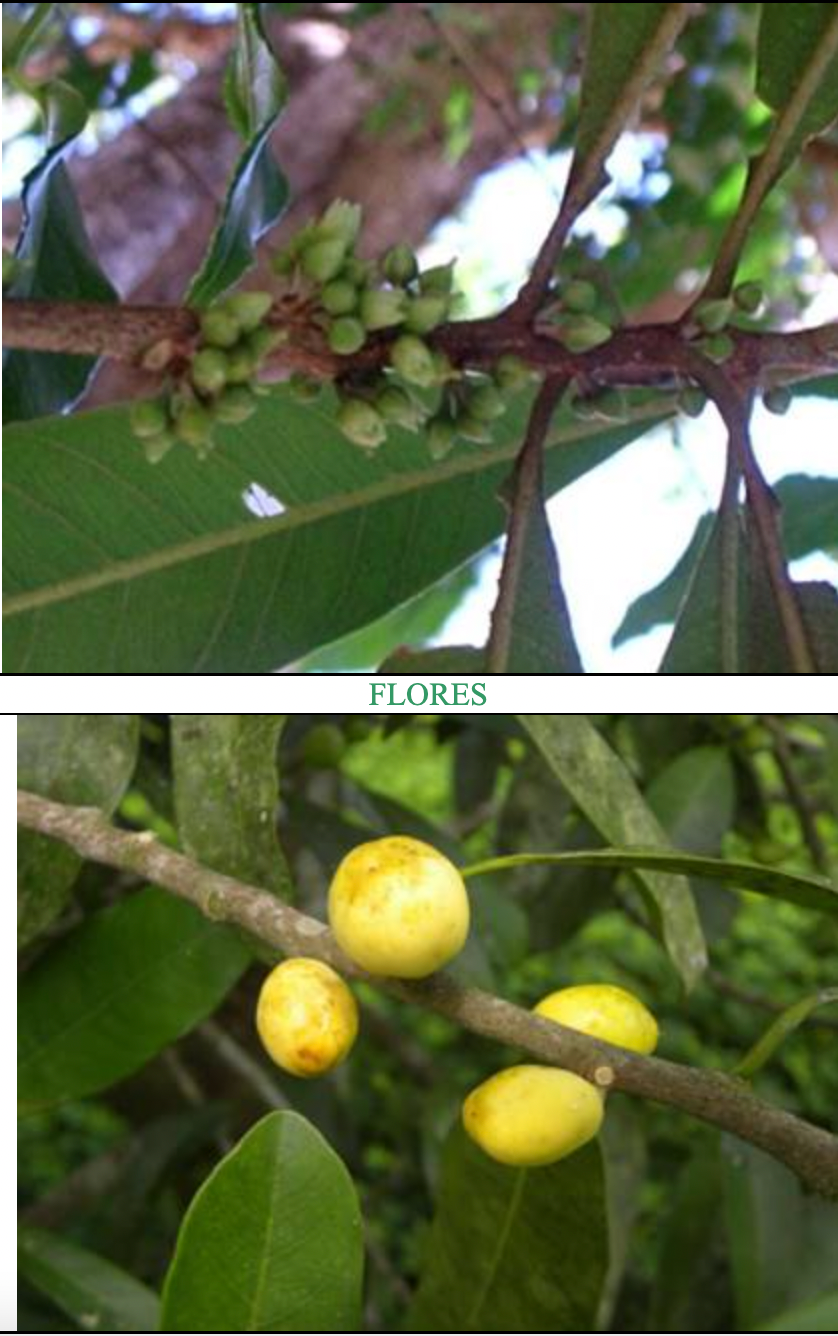 Chyrsophyllum viride ABIÚ-MIRIM (1 seed) - HapaJoeNursery