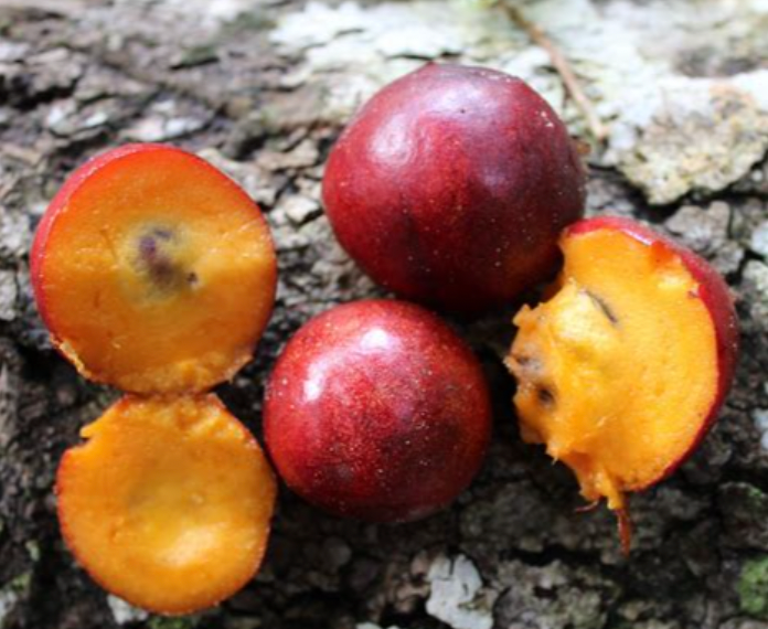 Envira caju (Onychopetalum periquino) Vermelha "RED" (Annona family) - HapaJoeNursery