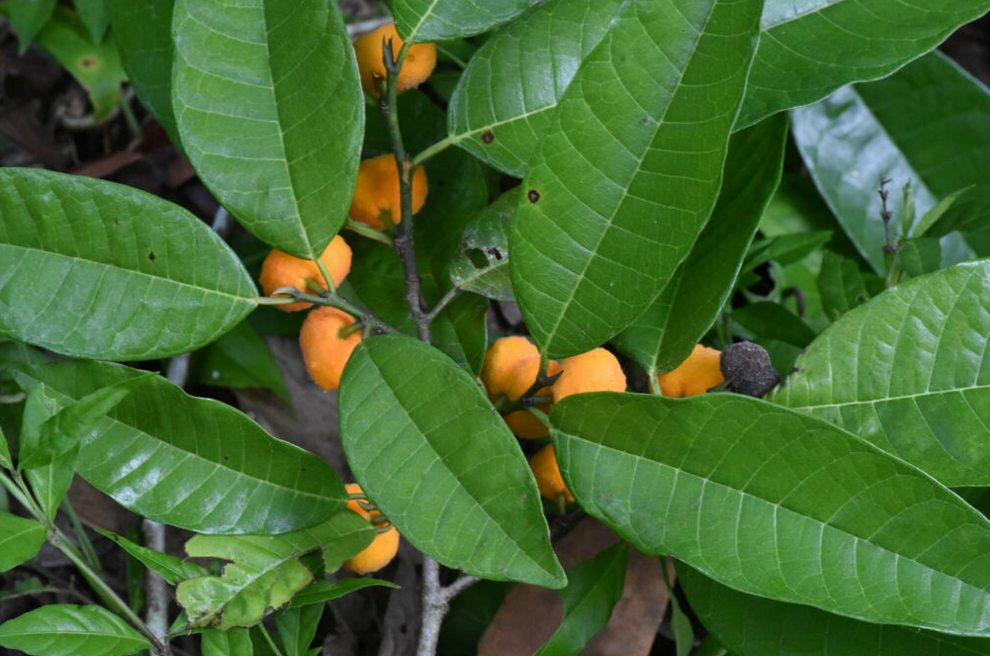 Brosimum lactescens (Ultra Rare) Hapa Joe's Nursery