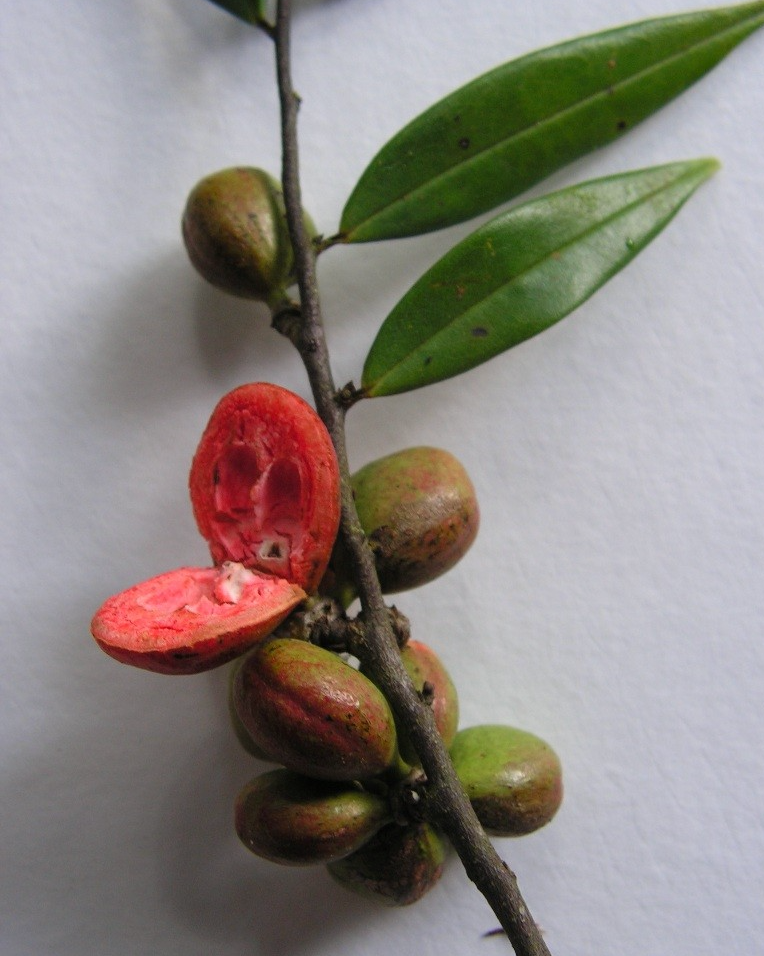 Xylopia frutescens "Embira vermelha" Hapa Joe's Nursery