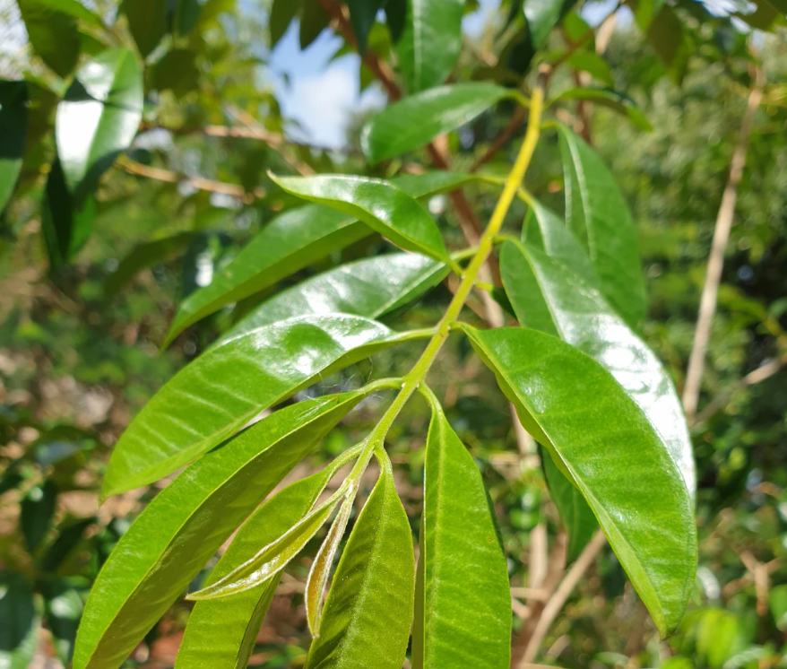 Eugenia aff. glandulosa "Pitanga Laranja do Cerrado" Hapa Joe's Nursery