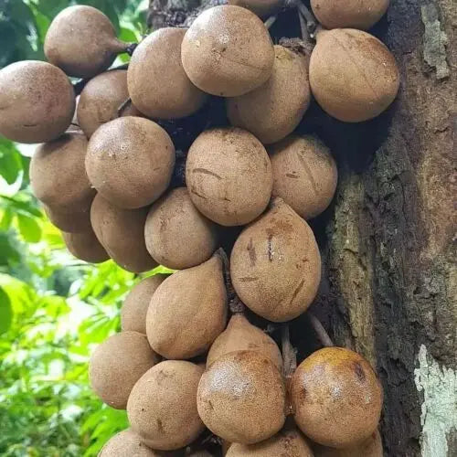 Stelechocarpus burahol "Kepel"