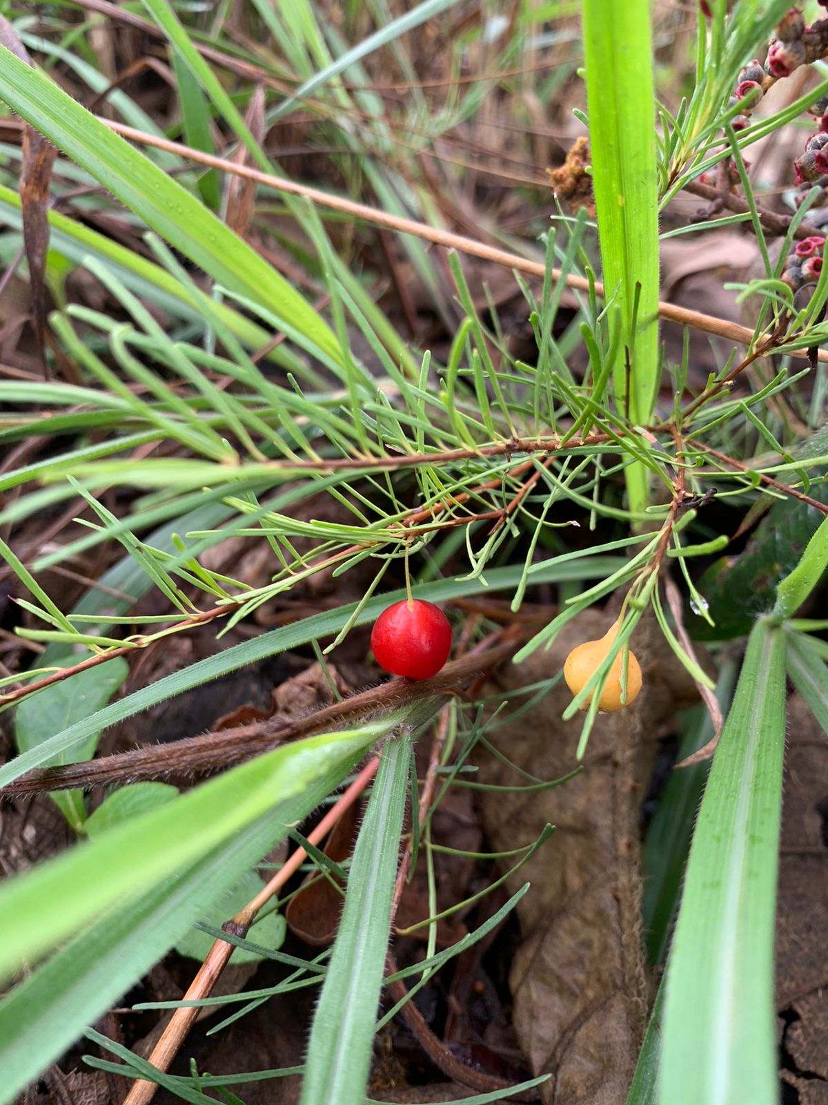 Eugenia angustissima aka Very Fine Leafed Cherry, Cerejinha de Folhas - HapaJoeNursery