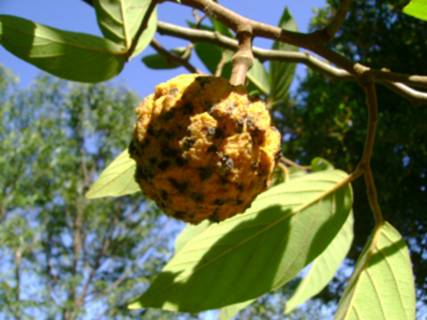 Annona neoinsignis "ARATICUM CORTIÇA" Hapa Joe's Nursery