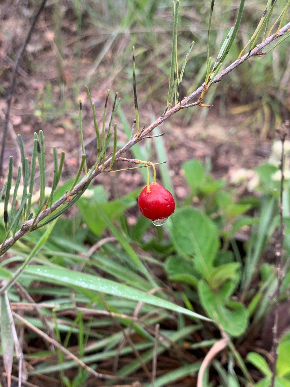 Eugenia angustissima aka Very Fine Leafed Cherry, Cerejinha de Folhas - HapaJoeNursery