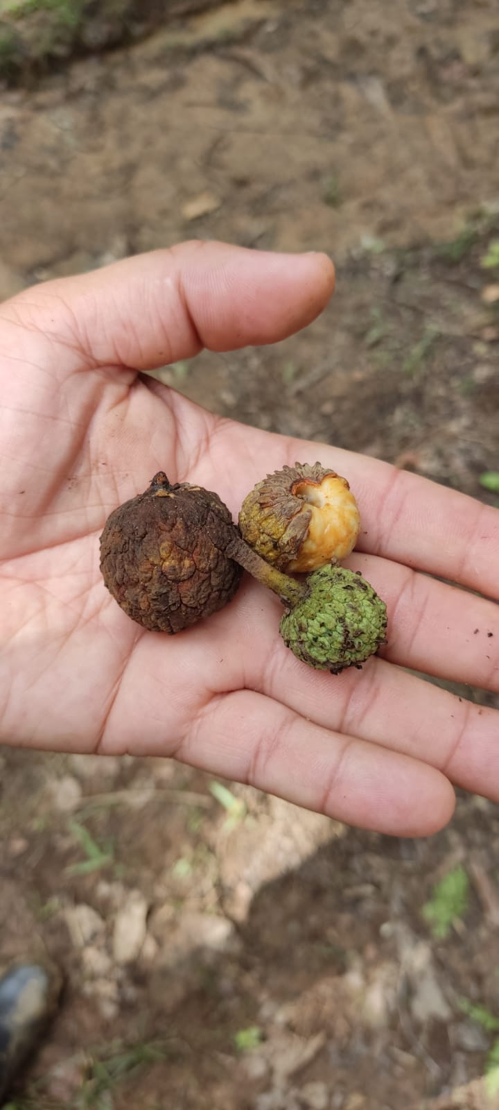 Annona edulis seeds - HapaJoeNursery