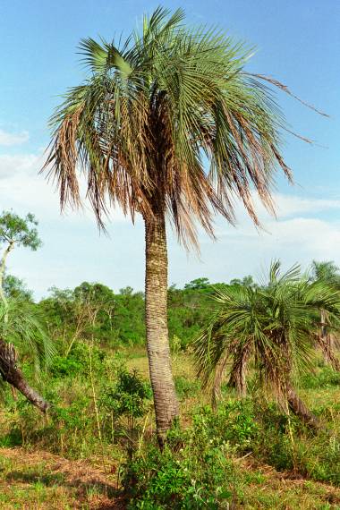 Butia paraguayensis "Dwarf Yatay Palm" Hapa Joe's Nursery