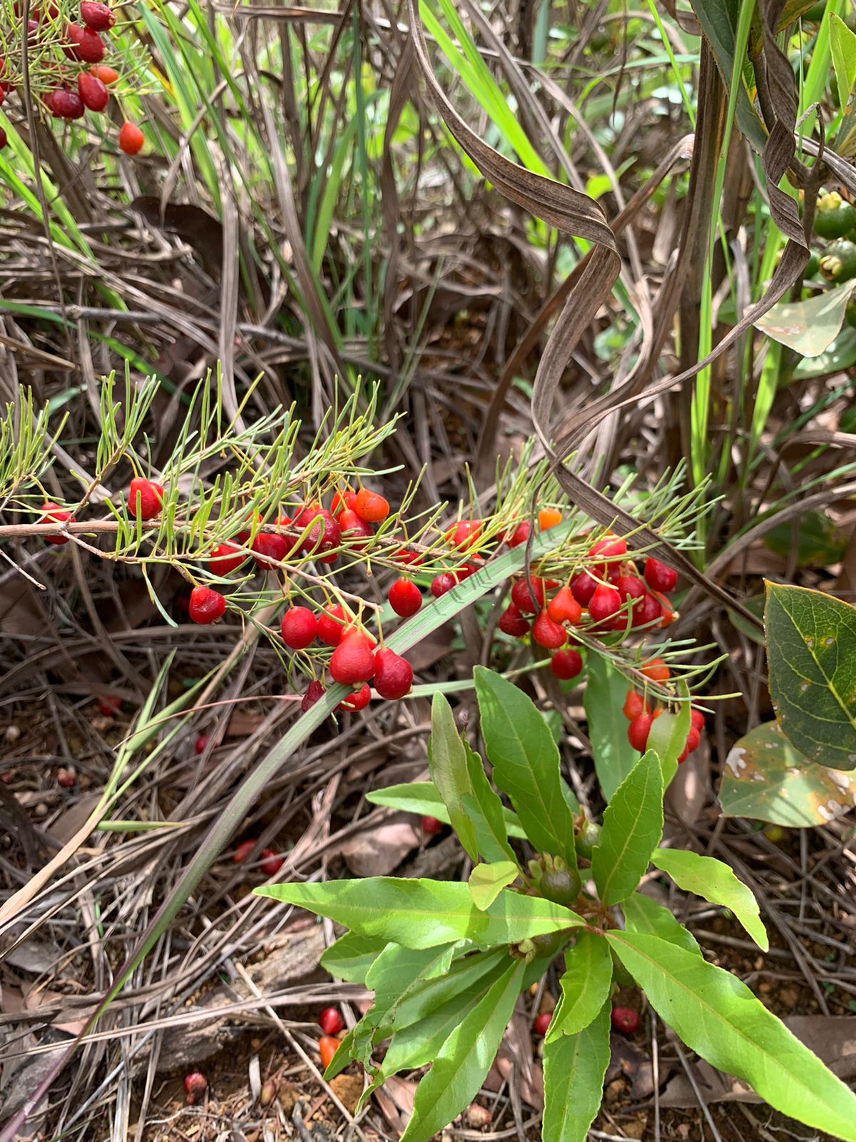 Eugenia angustissima aka Very Fine Leafed Cherry, Cerejinha de Folhas - HapaJoeNursery