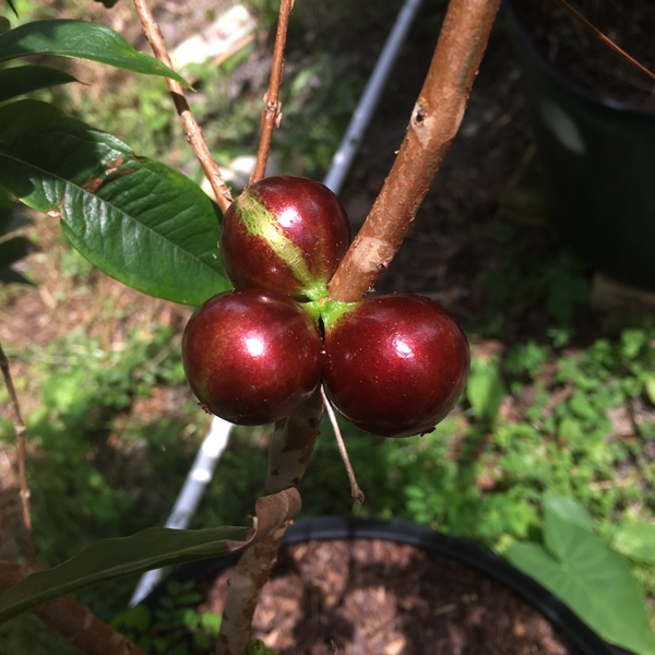 Plinia sp. "Escarlate" Hapa Joe's Nursery