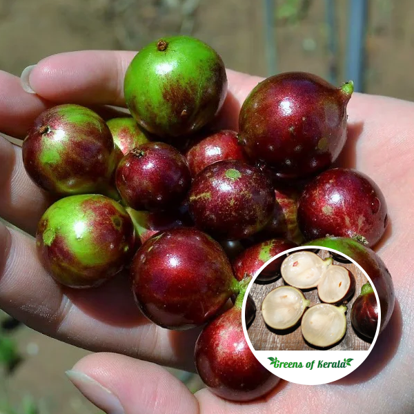 Plinia sp. Cabinho de Limeira Jaboticaba Seeds – FFF Shipping Department
