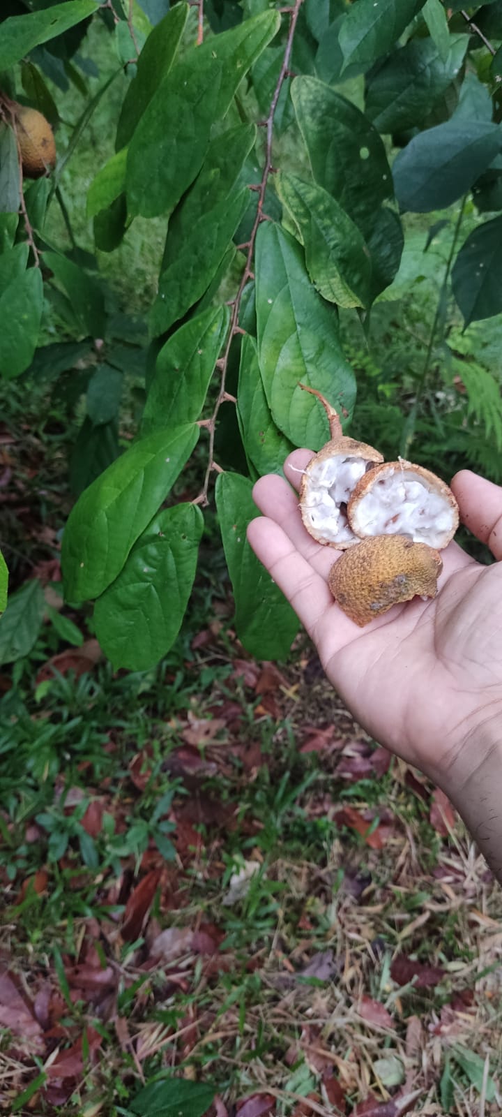 Theobroma obovatum ULTRA RARE! GERMINATED - HapaJoeNursery