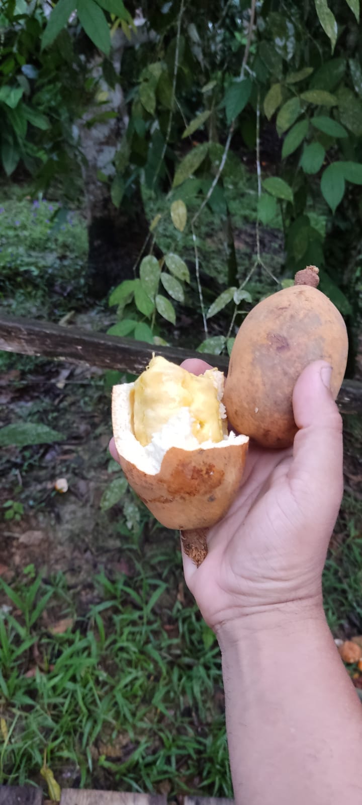 Theobroma subincanum "Cupui" GERMINATED - HapaJoeNursery